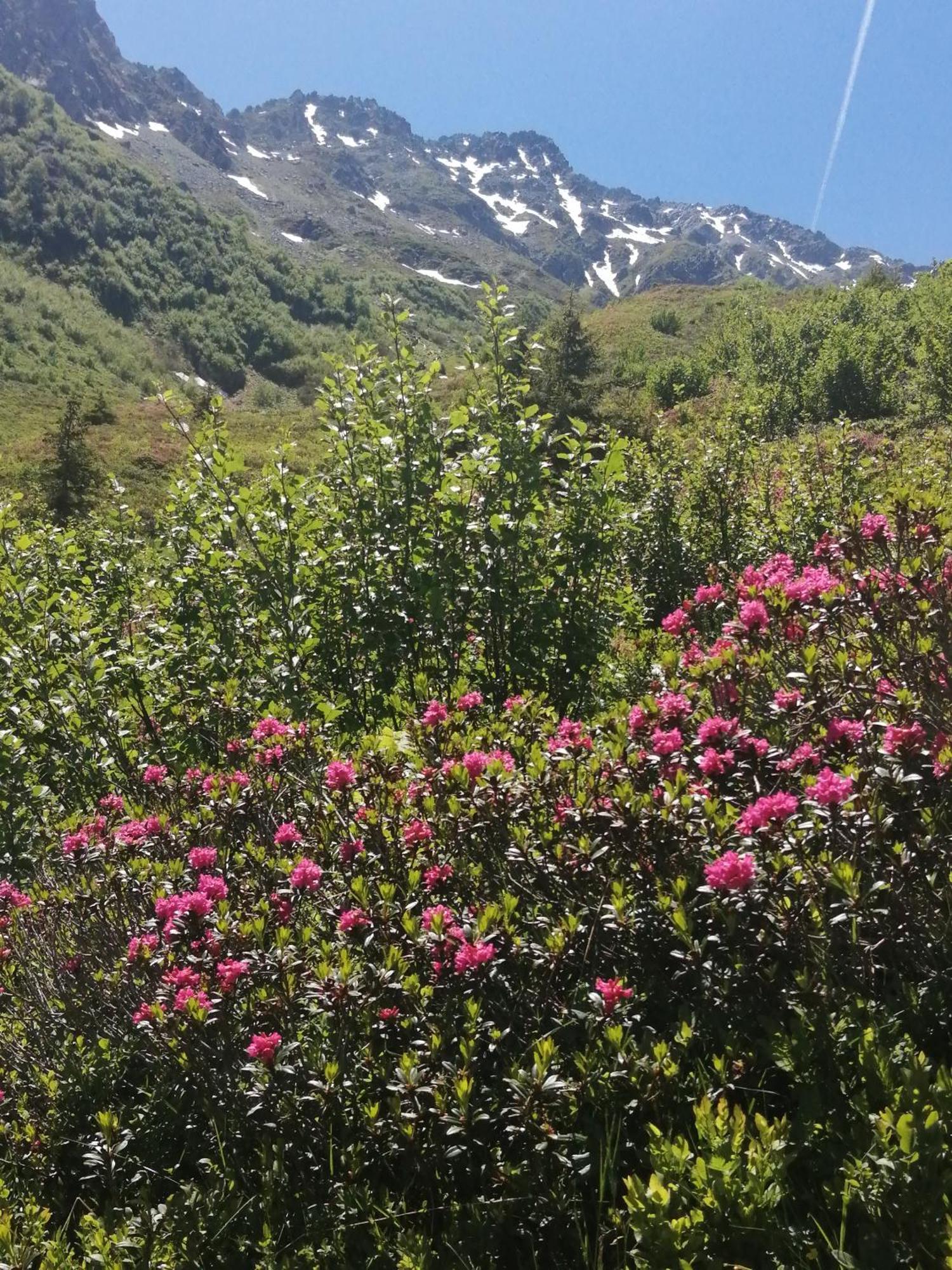 Superbe Studio Aux 7 Laux La Ferrière Buitenkant foto